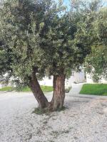 Astrum Luxury Suites - Bed and Breakfast Vourvourou