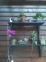Mi Casa Homestay - B&B
