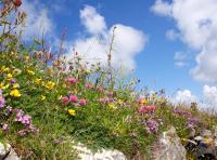 B&B Belmullet - Meadow Cottage - Bed and Breakfast Belmullet