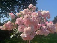 Annense Pracht - B&B Annen
