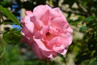 La Limonaia - B&B Marciana Marina