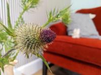 Self-Catering Suite in rural guest house 10 min to Islay Ferry Terminal - Ferienwohnung Ronachan