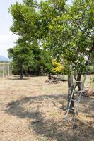 MARY Apartments - B&B Pompei