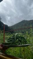 Krishna kutir, Talla Ramgarh by the meditating society - B&B Rāmgarh