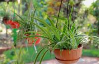 CELESTIAL HOMESTAY - B&B Pinangode