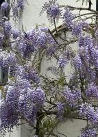 Manor Lodge Guesthouse - B&B Keynsham