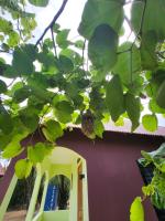 Villa with Garden View