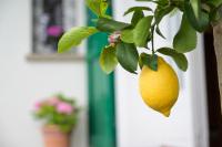 Exclusive Villa - Ferienwohnung Montagnana