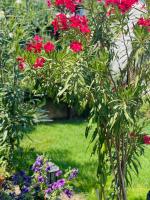 Gjorgji Apartments 68a - Ferienwohnung Ohrid