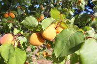 Boat dreams , garden relax - B&B Matino