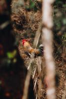 Chalé Victoria- Pousada Cachoeira da Neve - B&B Urubici