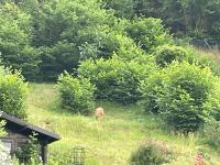 Ferienwohnung Kellerwald - Ferienwohnung Waldeck