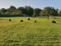 Appartement independant à Sarzeau Emplacement exceptionnel 4 couchages - B&B Sarzeau