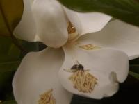 Rooms Magnolia - B&B Néa Vrasná