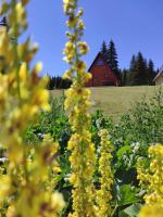 B&B Žabljak - Wooden cottage Podgora - Bed and Breakfast Žabljak