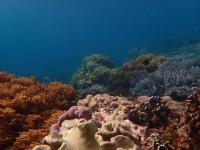 Ella's Beach House - B&B Tuble