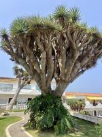 Guanche Bay - Bed and Breakfast Santa Cruz de Tenerife