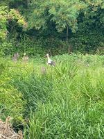 Gîte Centre Alsace proche d’Europa Park - B&B Muttersholtz