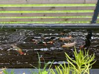 Tropisches Loft mit privatem Garten - B&B