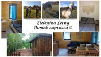 B&B Mierzeszyn - Zielenina Leśny Domek - Bed and Breakfast Mierzeszyn