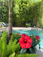B&B Tarbes - Appt Ambiance Exotique 2 ch Piscine lagon - Bed and Breakfast Tarbes