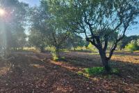 Villa Capperi - Pool and Relax - B&B Specchiolla