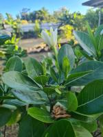 Taharu'u Guest House By The Beach - B&B Papara