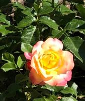 Le Kesbel entre Strasbourg et Colmar en centre Alsace - B&B Lièpvre