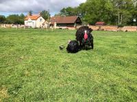 Maison au milieu des bois et des animaux - B&B Jouy-le-Potier