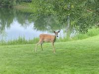 SkyWater Cabins - B&B Hamilton