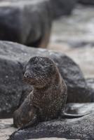 Suite Cielo, Discover the magic of Galapagos - B&B