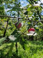 Căsuța Dede - B&B Buzău