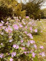Skogslund, Skåne - Ferienwohnung Veberöd