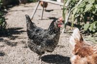 Flaschtal-Hof - Chambres d’hôtes Nova Ponente