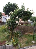 Dreiländertreff - B&B Zittau