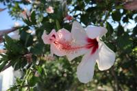 Cottage Leonidas Sun&Art - Chambres d’hôtes Stefaniá