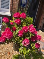 Carena House - Bed and Breakfast