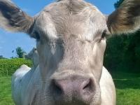 Battens Farm Cottages - B&B and Self-Catering Accommodation - B&B Yatton Keynell