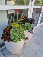 Sluníčkový apartmán A9 v Chomutově - B&B