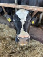 Gospodarstwo Agroturystyczne u Wojciecha - Ferienwohnung Pakosław