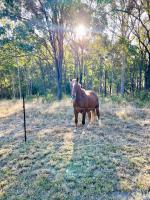 The Cottage Farm Stay - Grandchester - Ferienwohnung