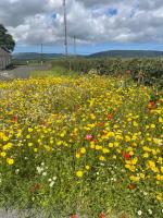 Branch cottage - Chambres d’hôtes Limavady
