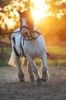 Harasimówka - B&B Dąbrowa Białostocka