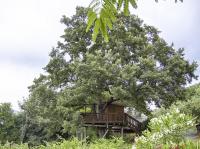 Tree One-Bedroom House with Sea View