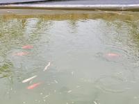 Le Charme Normand - B&B Norville