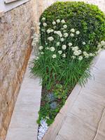 Villa Jasmine with swimming pool - Bed and Breakfast Pula