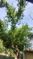 Relax Camping - B&B Argirocastro