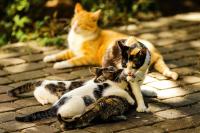 Chalet met 2 Slaapkamers