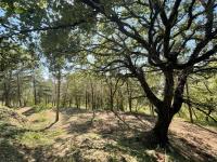 Little Umbria Guest House - Bed and Breakfast Ficulle