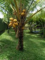 Jasmin Homestay Marakolliya - B&B